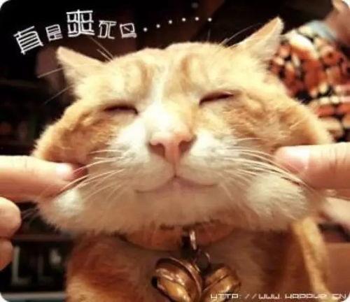 娱乐吃瓜酱猫学鸟走路,酱猫学鸟走路，揭秘动物界的趣味模仿  第2张