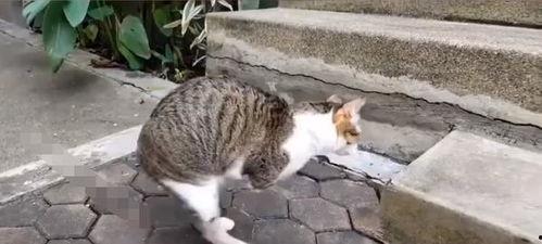 娱乐吃瓜酱猫学鸟走路,酱猫学鸟走路，揭秘动物界的趣味模仿  第3张